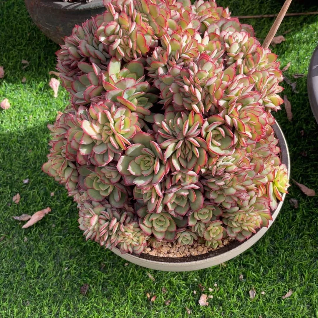 牡丹亭缀化老桩多肉植物一物一拍