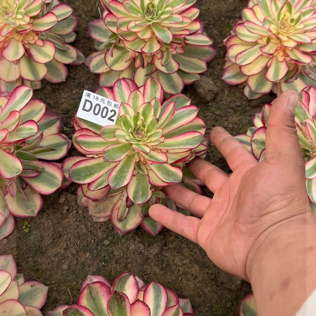 地载荔枝捧花多肉002号