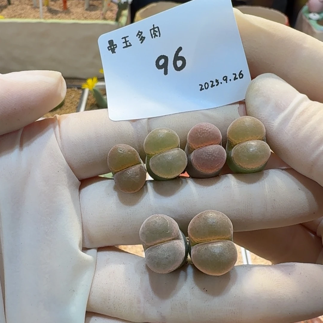 懒***。多肉多肉多肉9.26-096梦幻