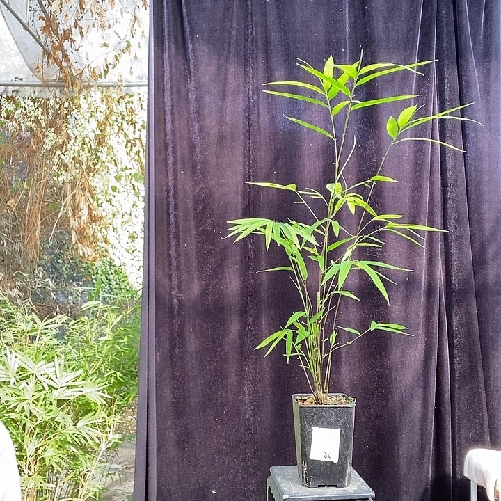 完全开放内门竹，竹内内门竹内门竹