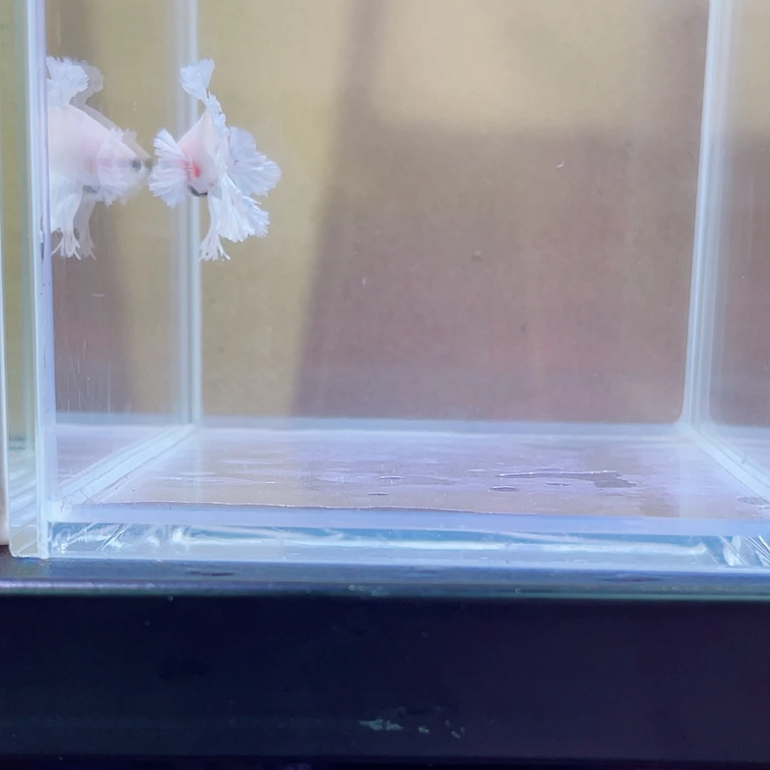 斗鱼跑单小黑屋20