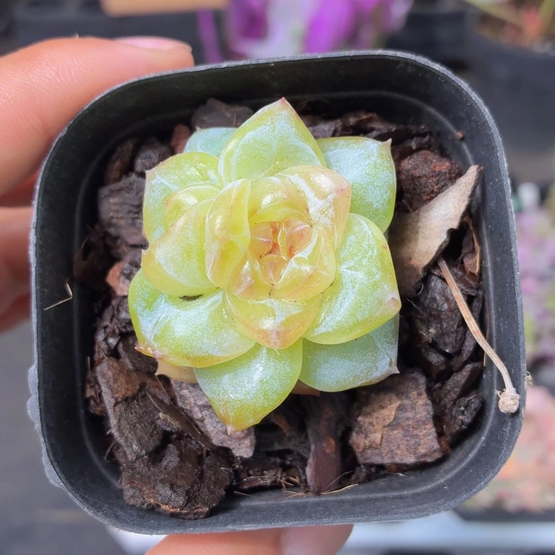 松花多肉9.9包邮发货