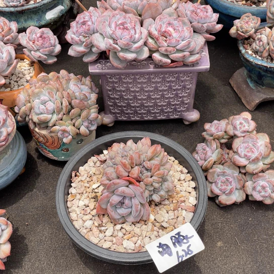 海***豚海豚222222222223333