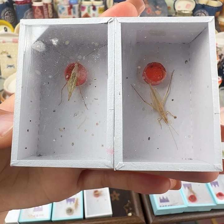蟋蟀断须柬埔寨两只