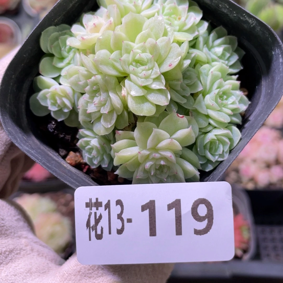 花利美13-119麦秆群