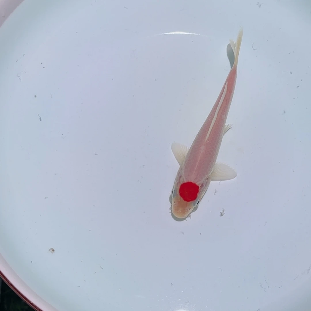 谢***祺锦鲤锦鲤 观赏鱼 锦鲤