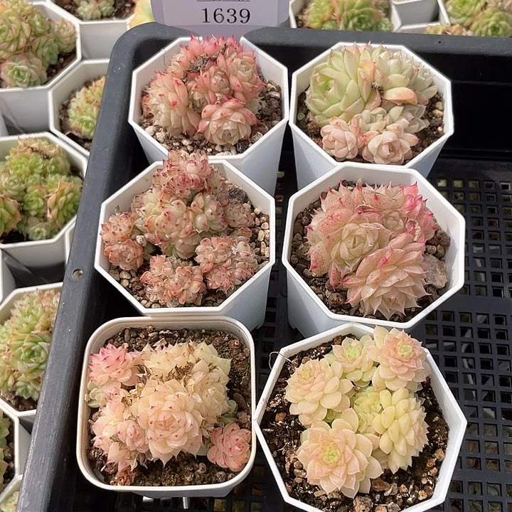 薇薇安园艺多肉1639