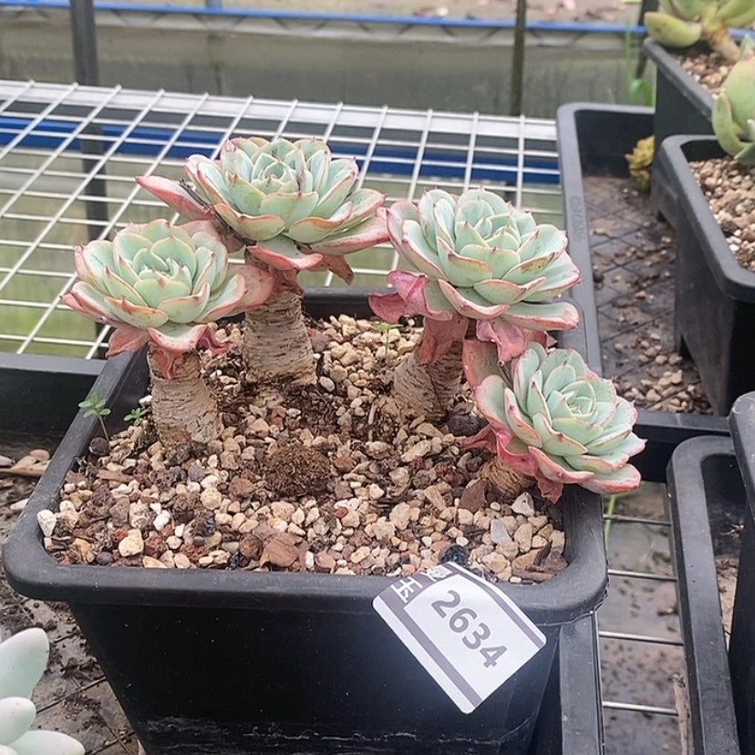 【闪购商品】奶油黄桃2634