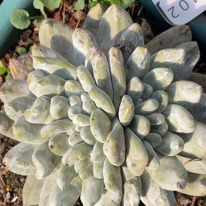 大花朵红拇指多头10402