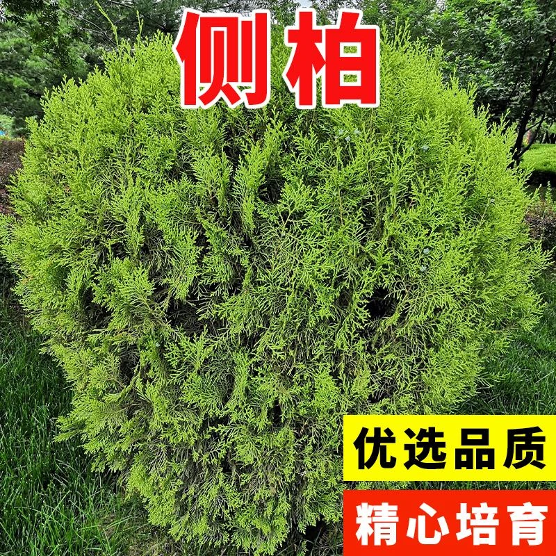 优质新采侧柏种子侧柏树种子柏树种子扁柏种子散装野生育苗林木籽