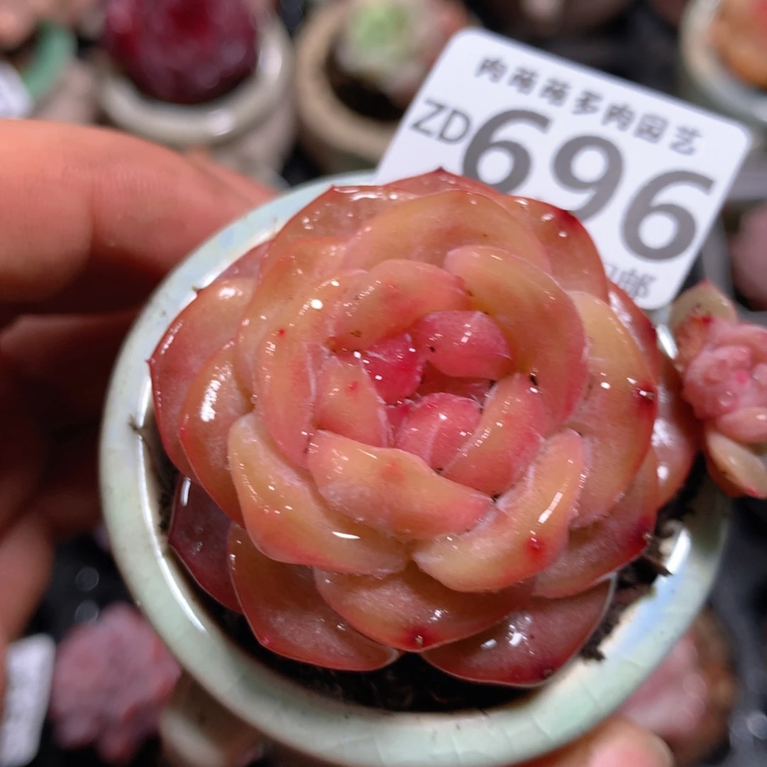 5CM拇指盆精控多肉ZD696