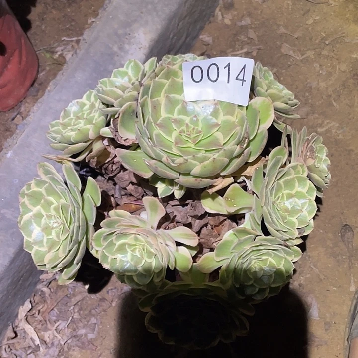 多肉植物法师14粉花妖