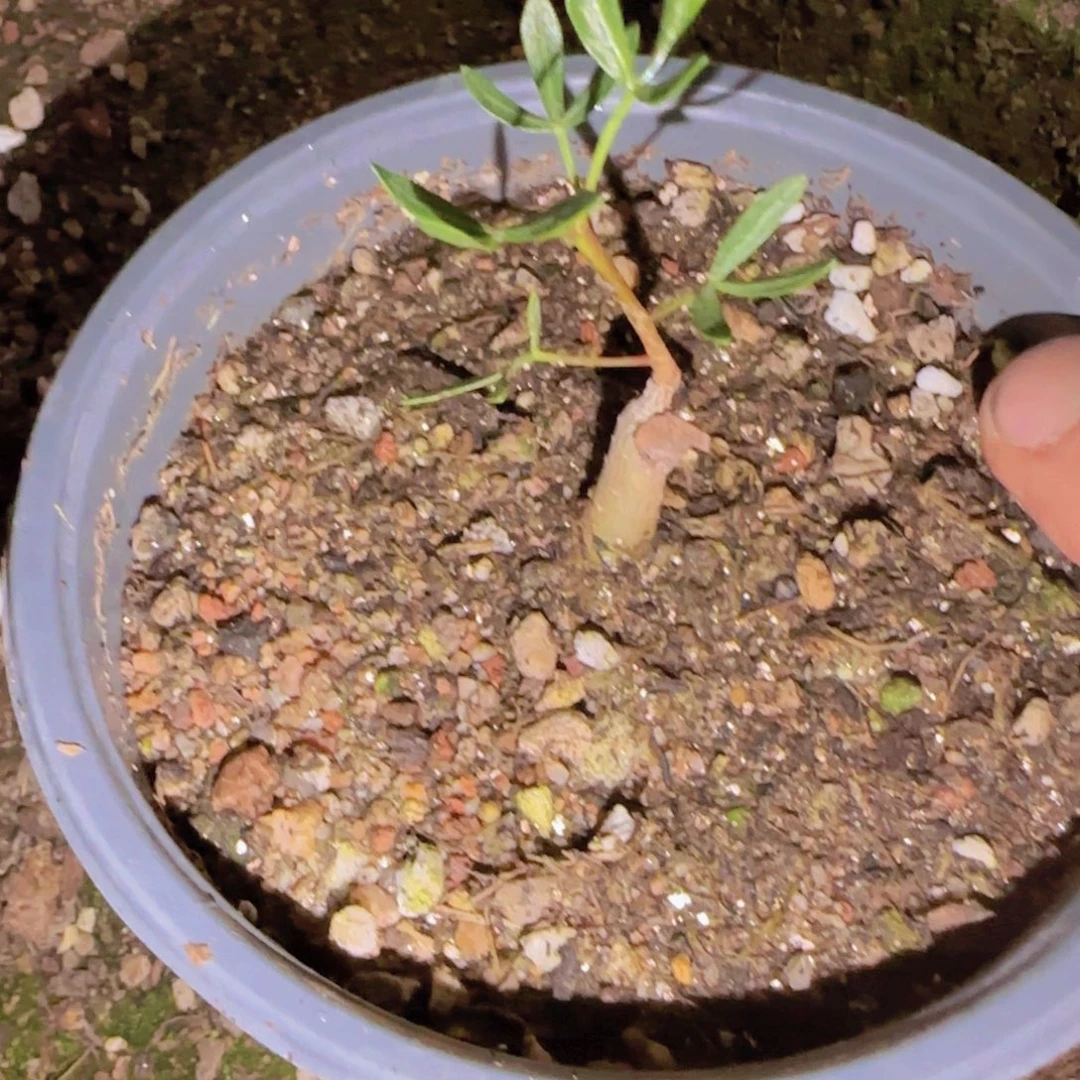 乐****块根植物块根植物
