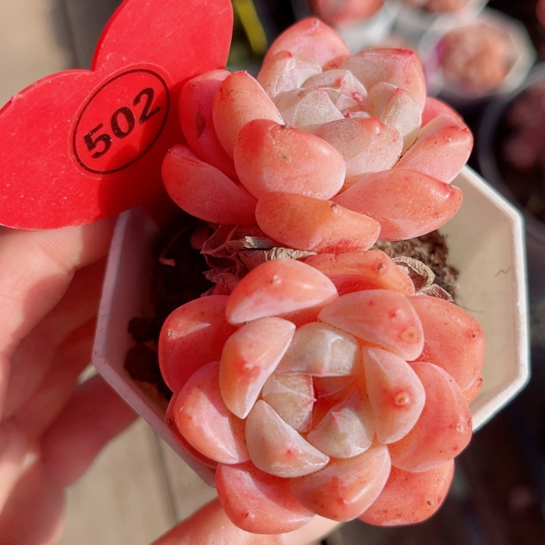 502号小老桩糖心双头