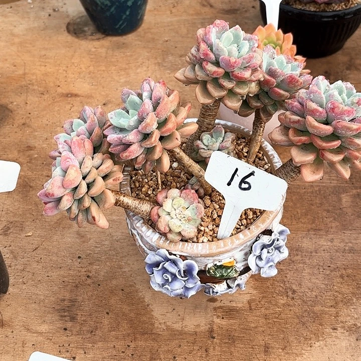 多肉植物，花班露16号