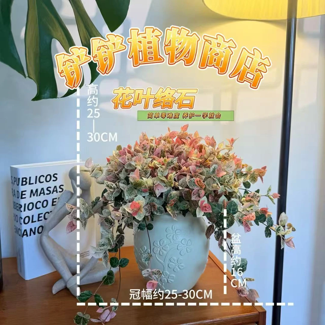 铲铲花叶络石盆栽四季五彩花卉耐热耐寒适合阳台办公室桌面