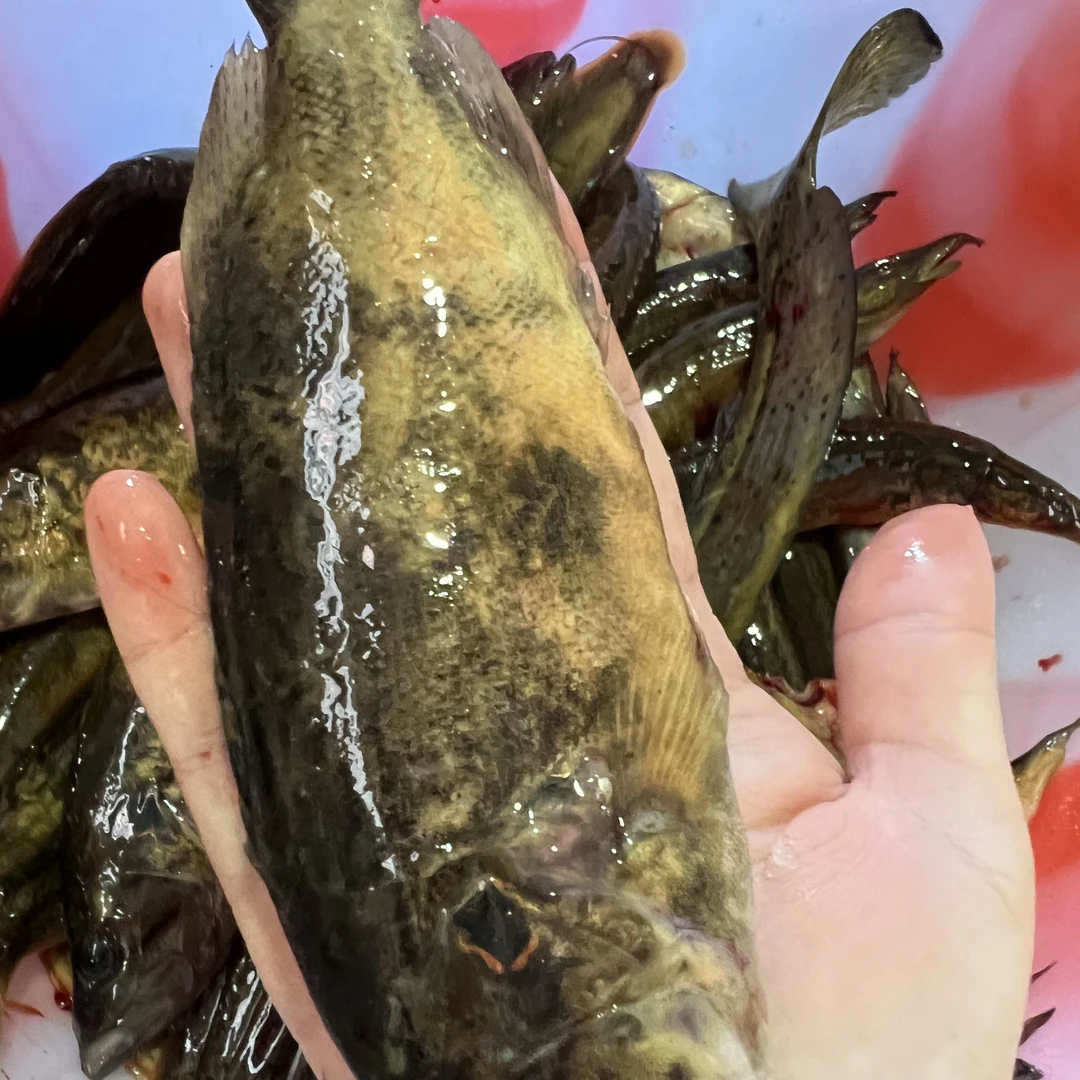 野生溪流鳜鱼2斤木叶鳜斑鳜大眼鳜真空速冻保鲜顺丰包邮发货