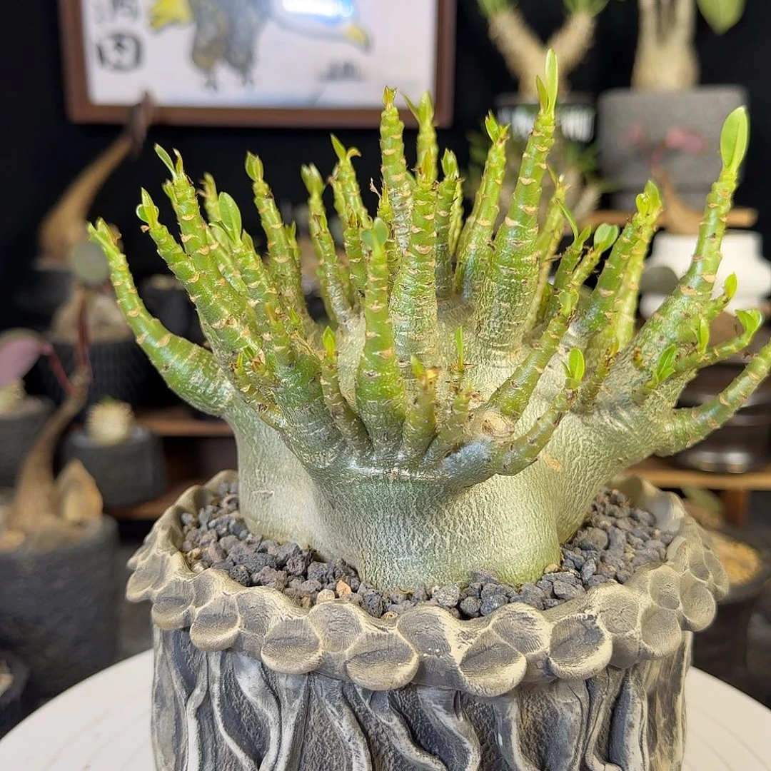 一物一拍哥斯拉沙漠玫瑰