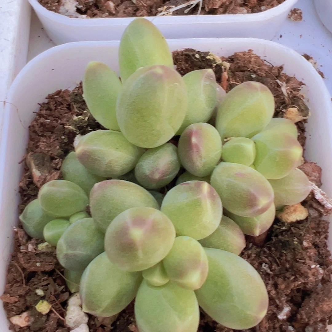 千代田群19包邮多肉