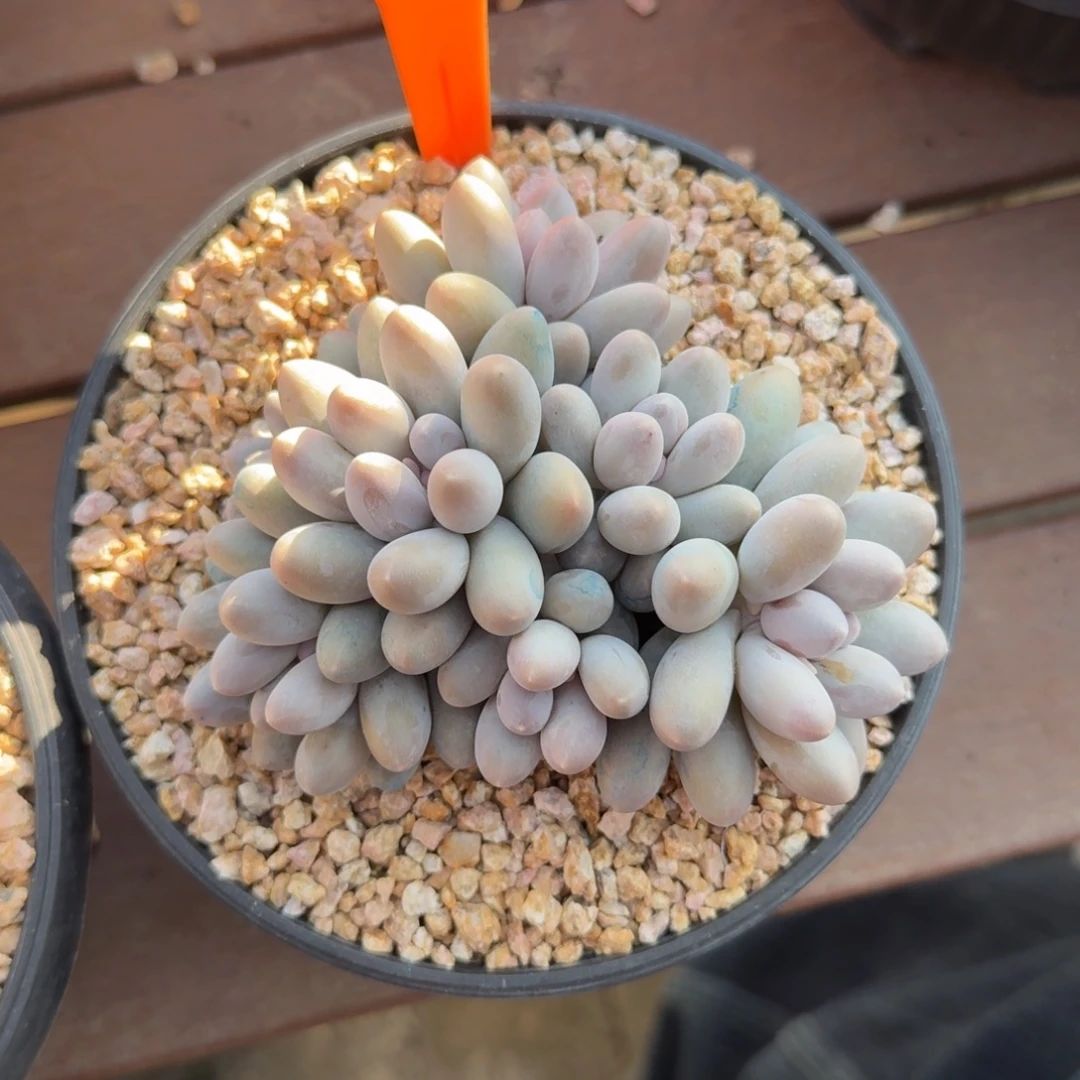 小汤圆222222222222