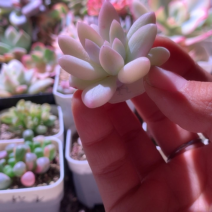 所罗门白覆轮锦有杆子