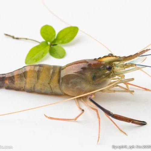 鲜活罗氏虾2斤淡水虾（全活装货到家保鲜不保活）