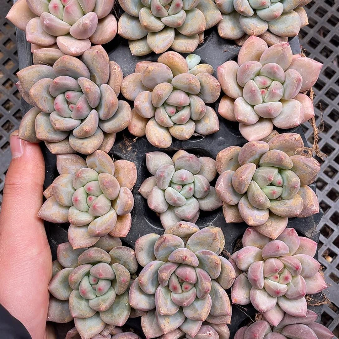 多肉一物一拍14-194