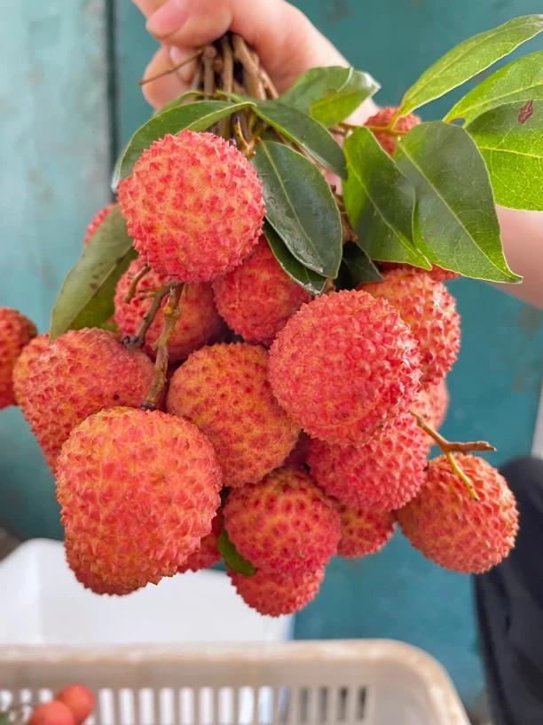 老树桂味荔枝 果肉晶莹脆嫩 多汁美味 清甜可口
