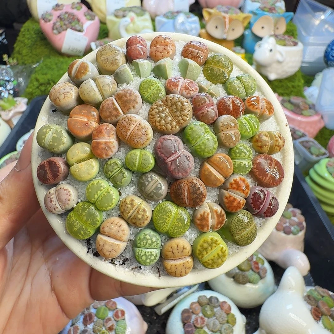 多肉葡萄的味道真的1281