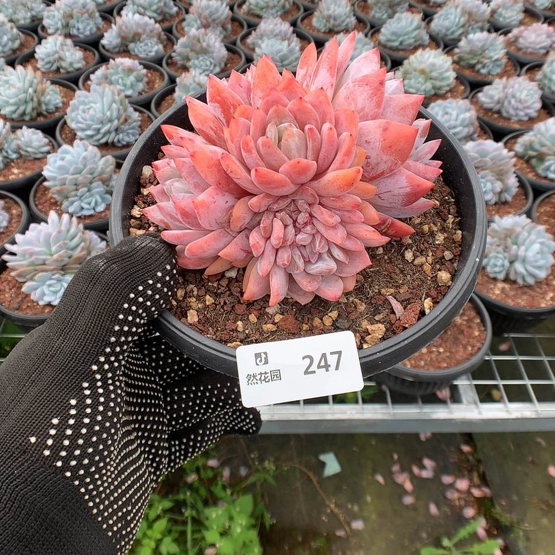 247雪天使多肉植物666