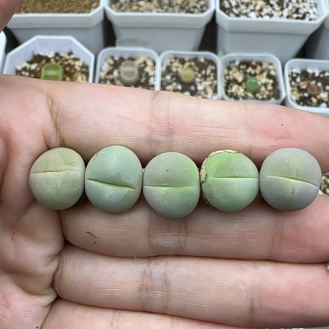 295春桃清框福利30包邮