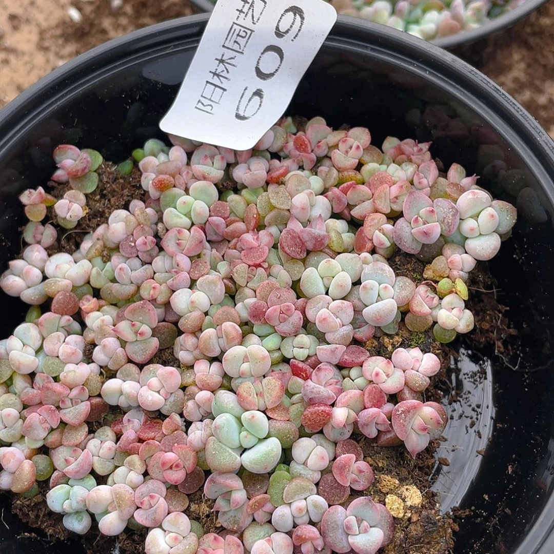 多肉植物多肉植物609