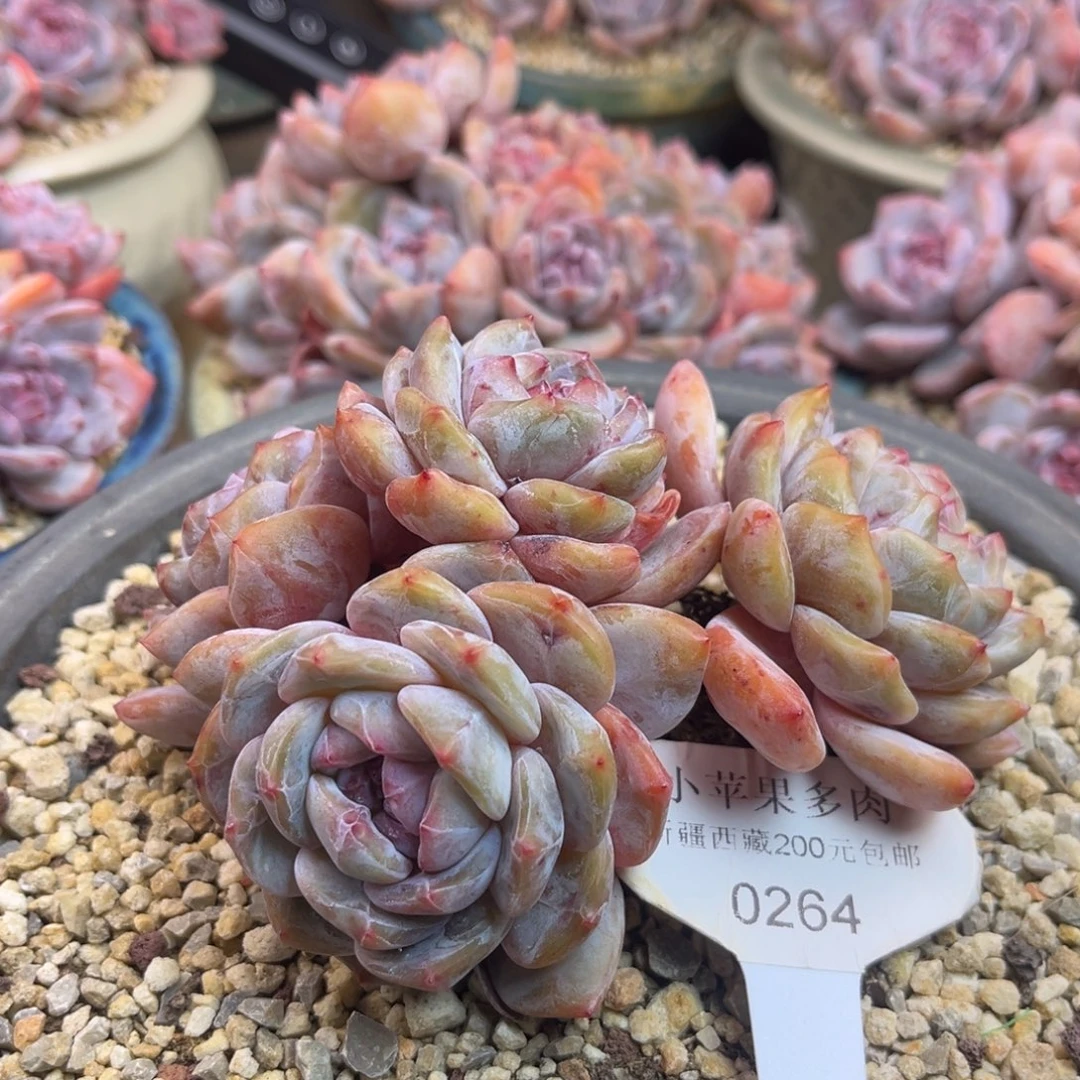 绿底紫心264/13cm4头