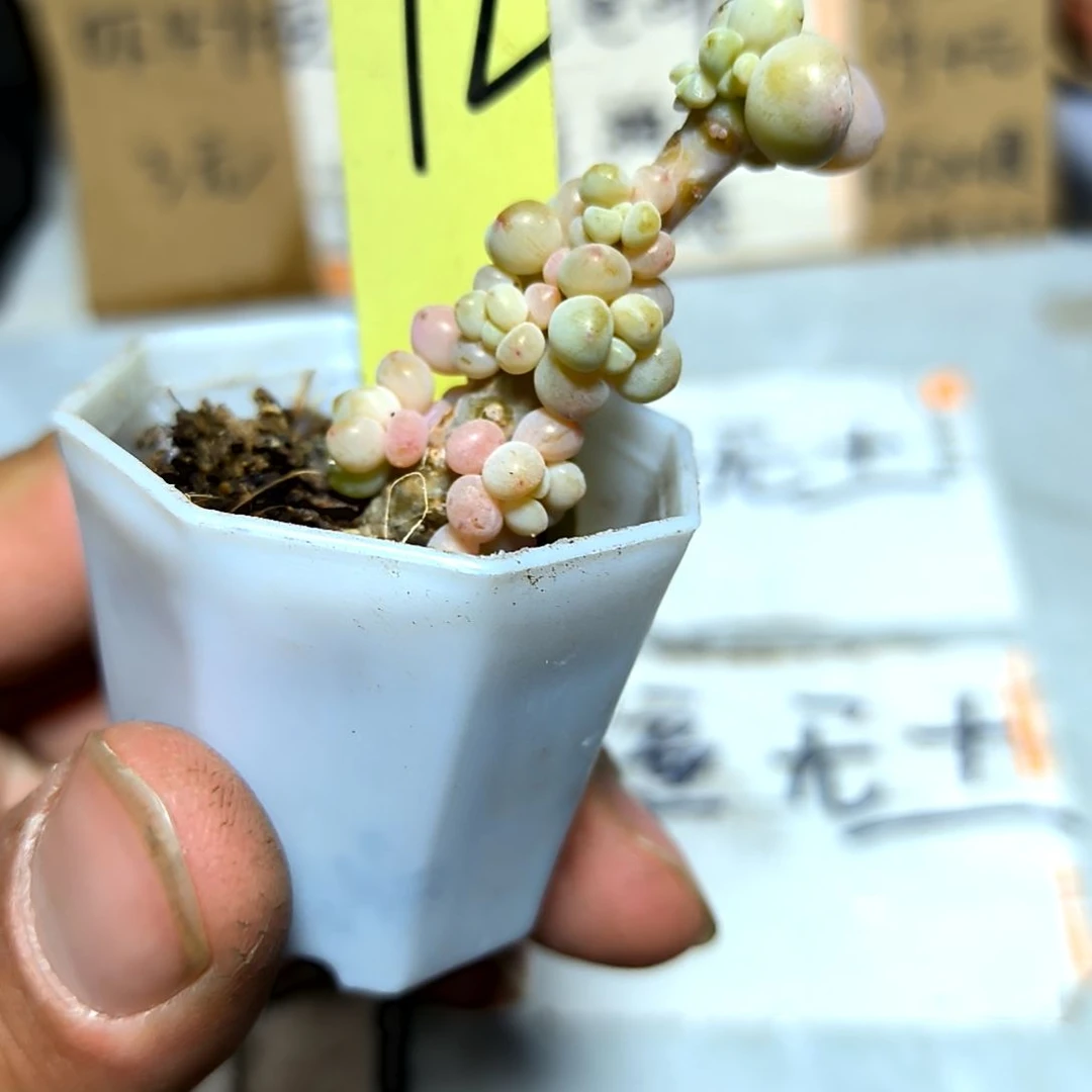 满6元包邮，奶豆多头小小小老苗