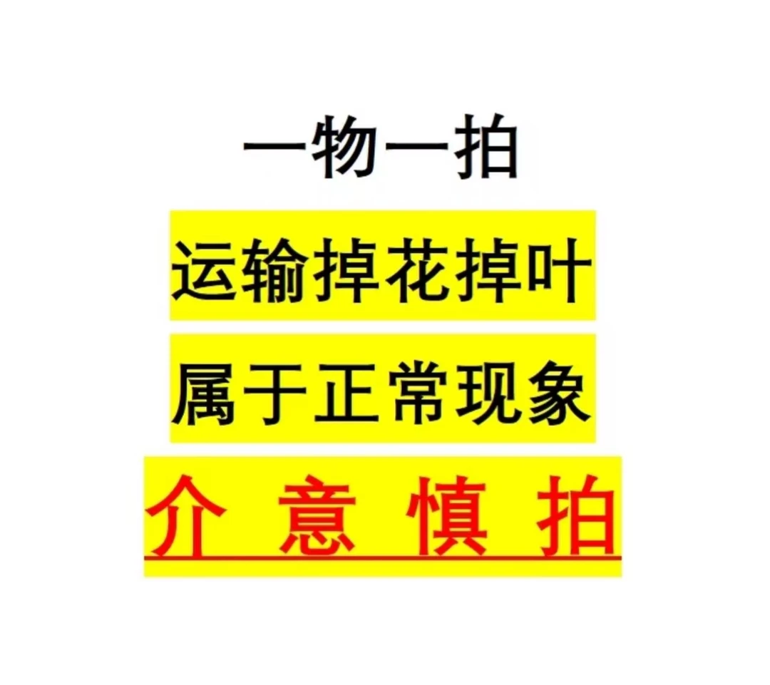 【花小花】三角梅盆景 一物一拍 好养易活 室内室外花卉 专属