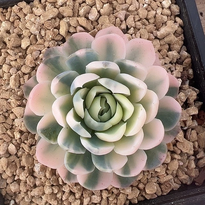 贝瑞锦多肉植物饭