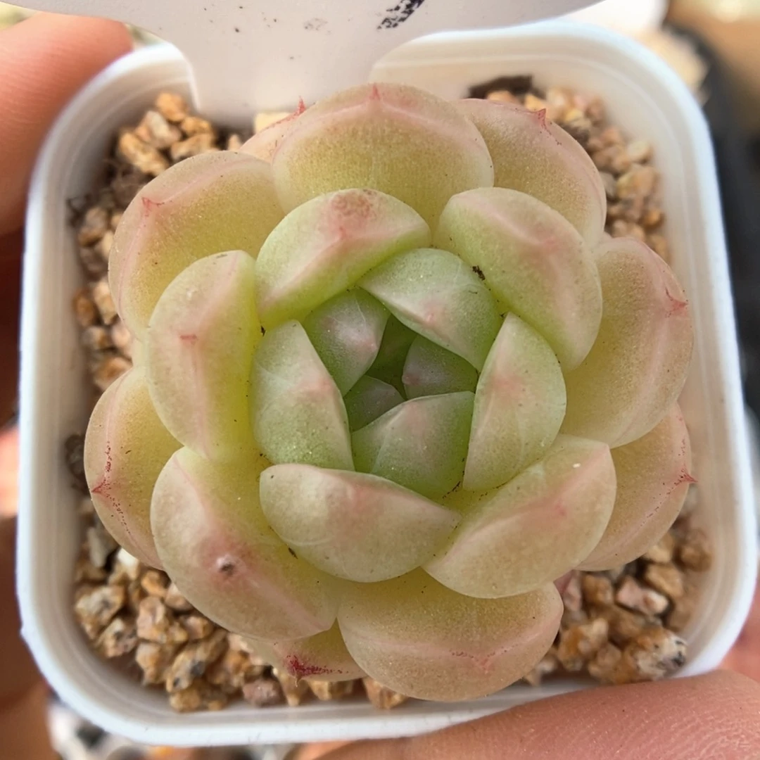 秃子脸麦秆可拍554号。