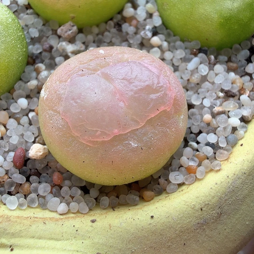 1.17.67/1.3厘米紫皮拉登