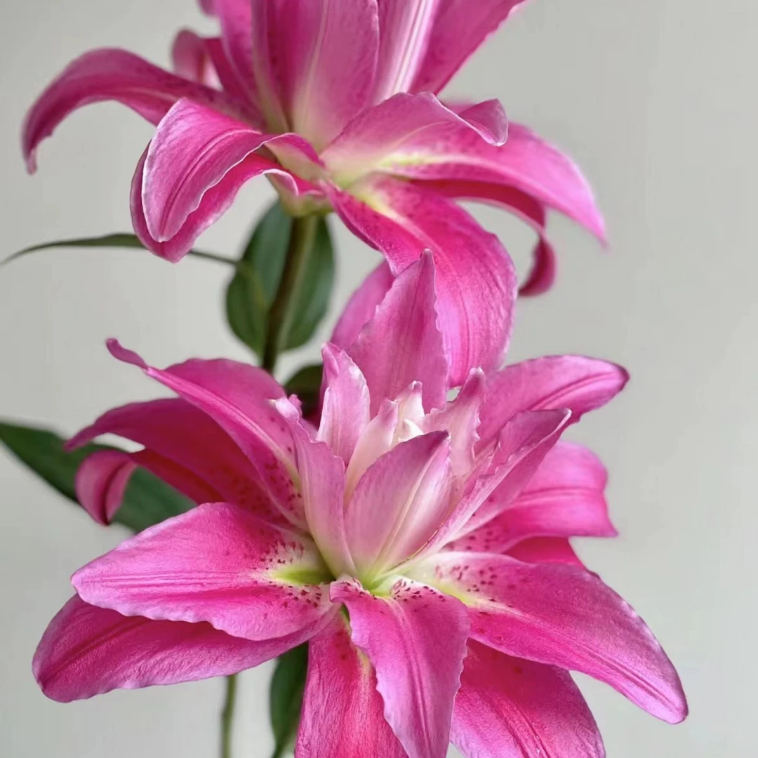 【花千氧】【紫莲花】香水百合装饰节日送礼鲜切花云南基地直发水养