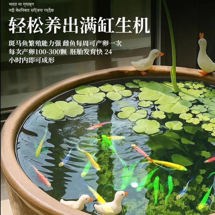 彩色长鳍蝶翼斑马3-4厘米小型热带群游小鱼活体开箱录制开箱视频