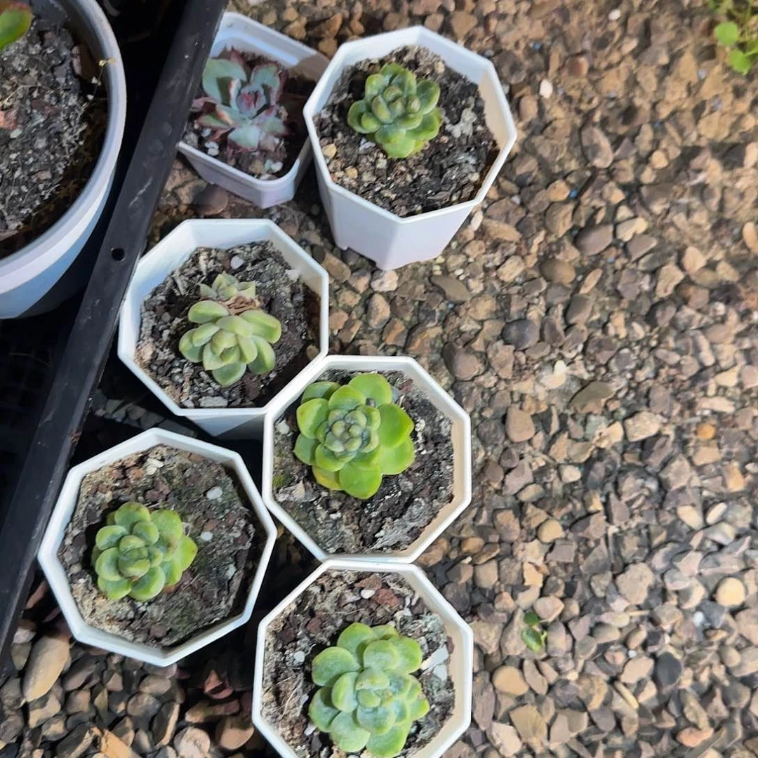 蓝水鬼中盆一个满25包邮
