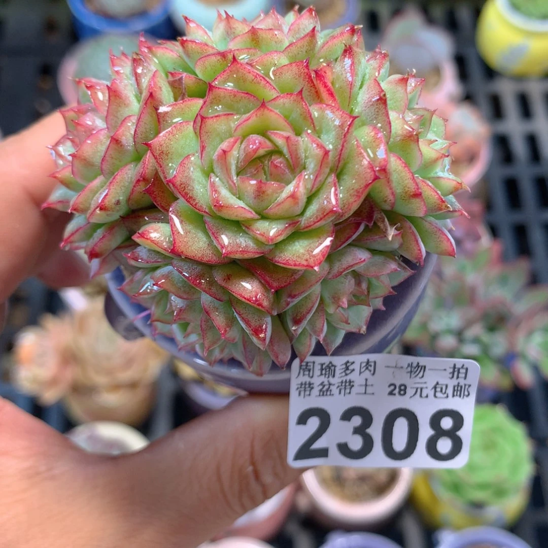 精控多肉植物2308
