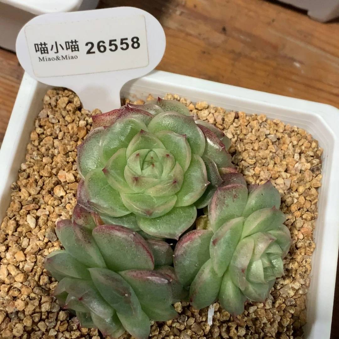 多肉植物杂交珍妮