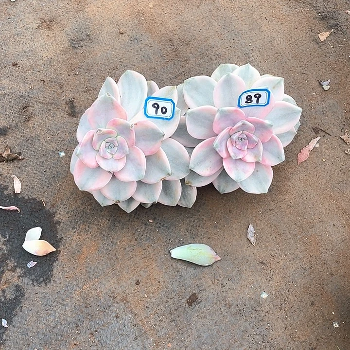 89-90两颗头 一物一拍多肉