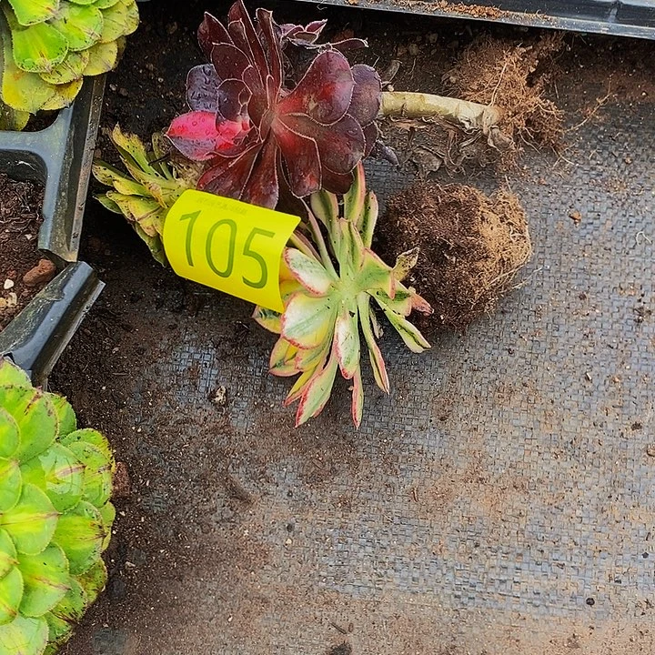 海***海0105多肉植物三颗
