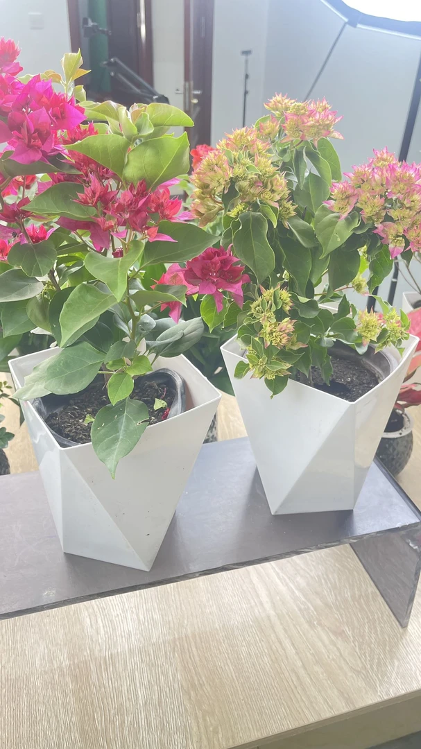 【新疆包邮】绿樱+重瓣红色三角梅老桩盆栽