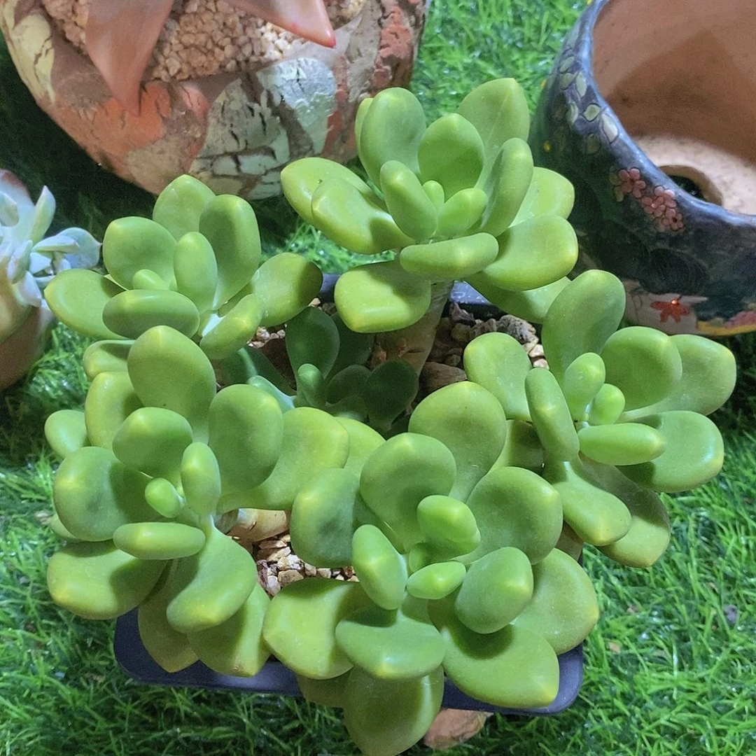 芒果奶