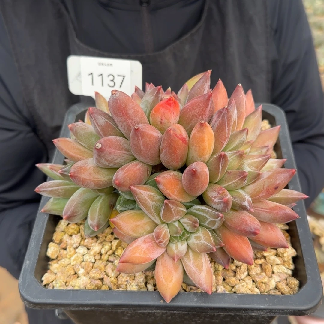 1137。      重楼群多肉