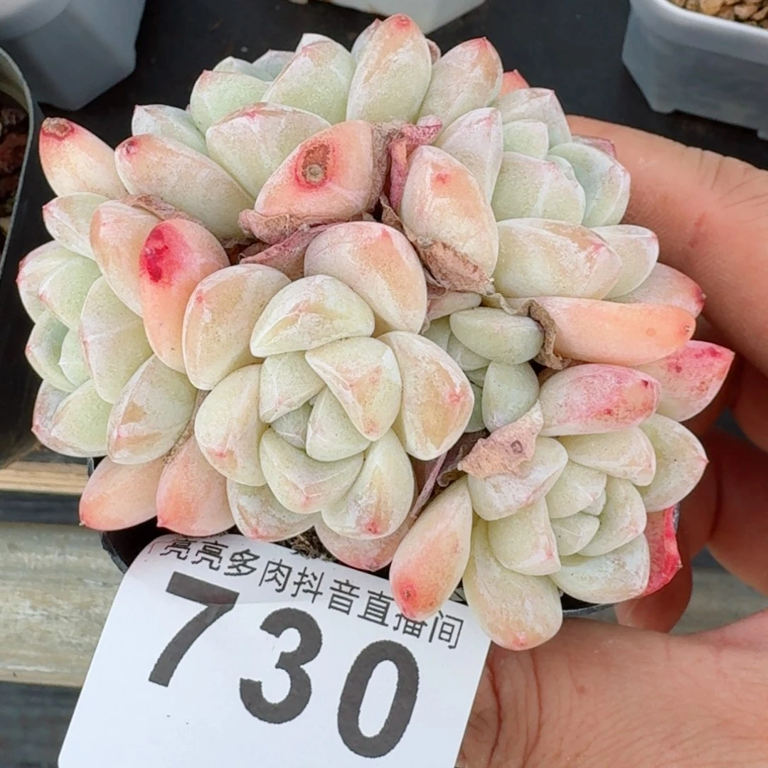 冰玉群生         精品多肉