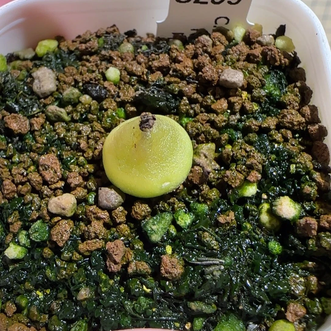 肉锥多肉植物组合-哈默有疤1304